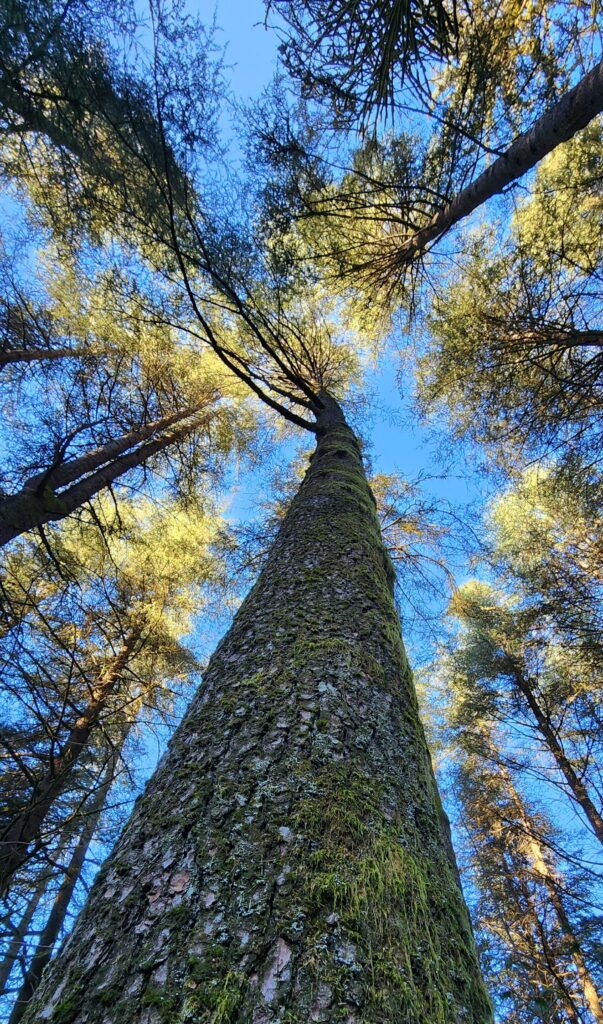 Looking up at tops of trees during forest bathing walk
