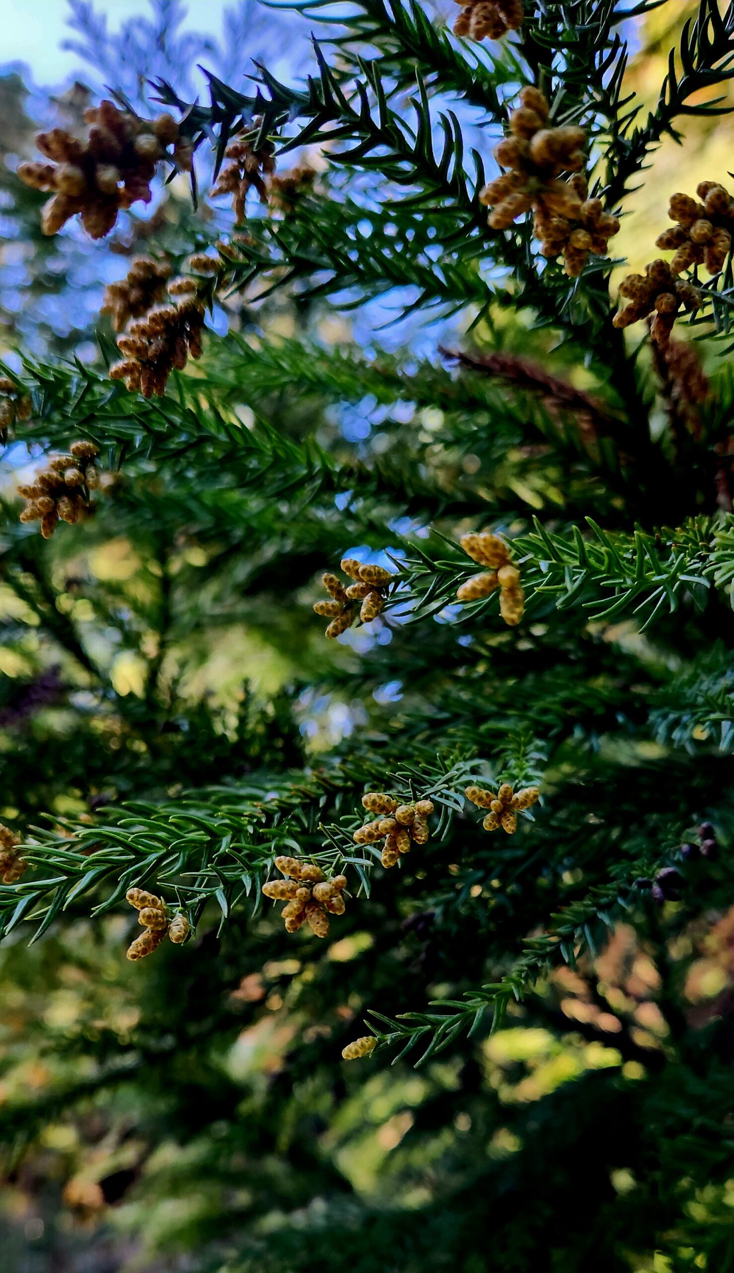 China Firs, Hoyt Arboretum, Portland, OR 