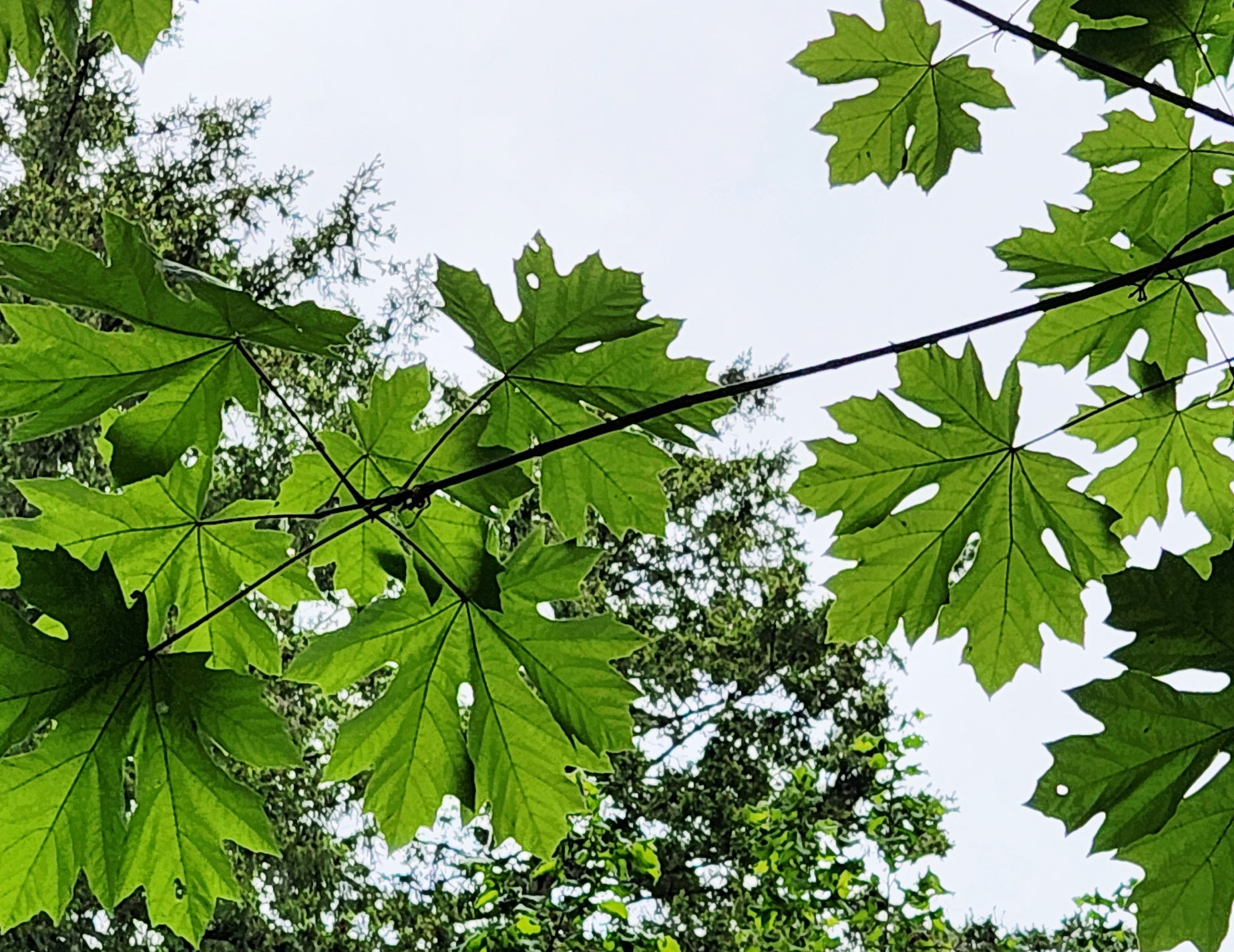 Nature Deficit Disorder: Healing in the Woods