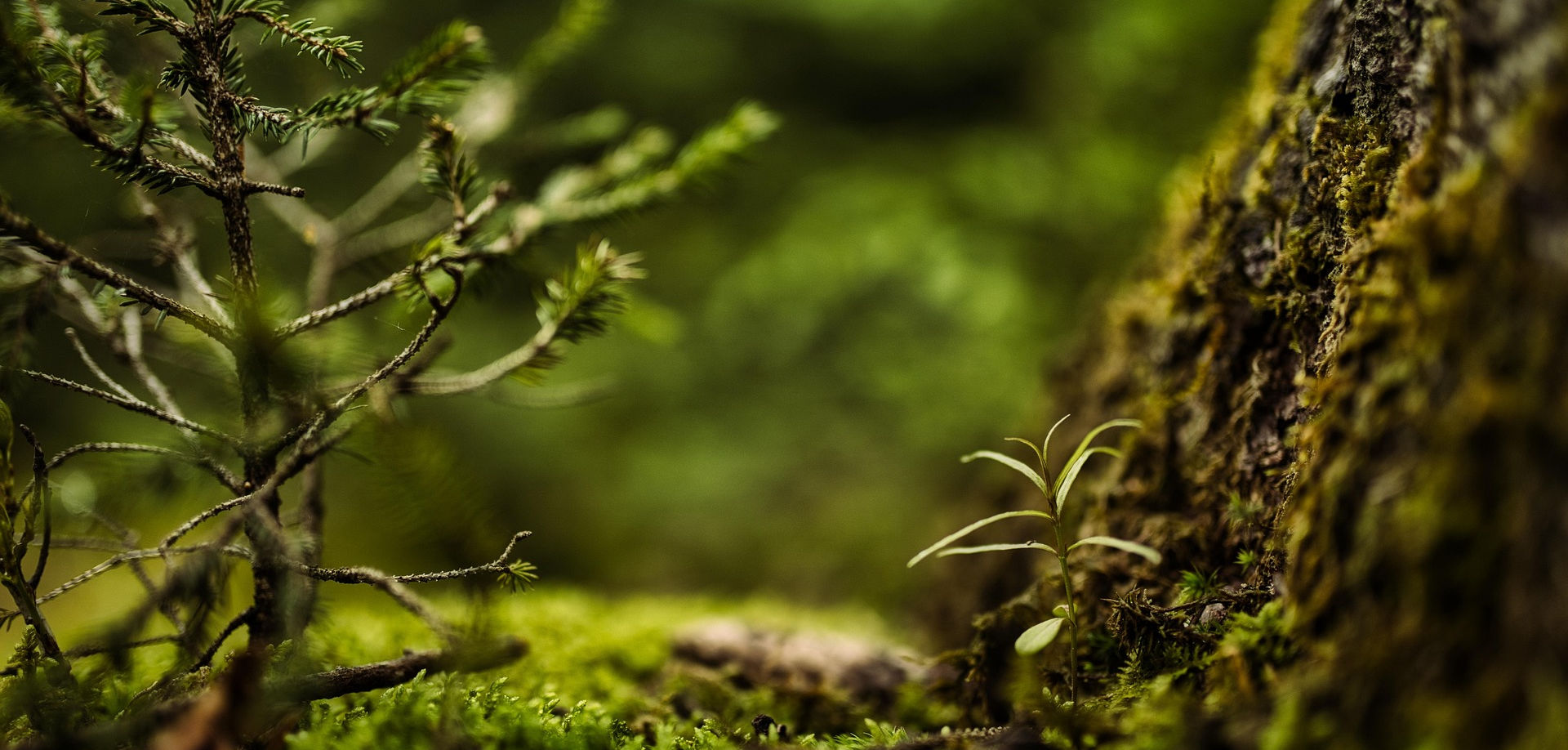 Nature as Therapist: The Science Behind Shinrin-Yoku