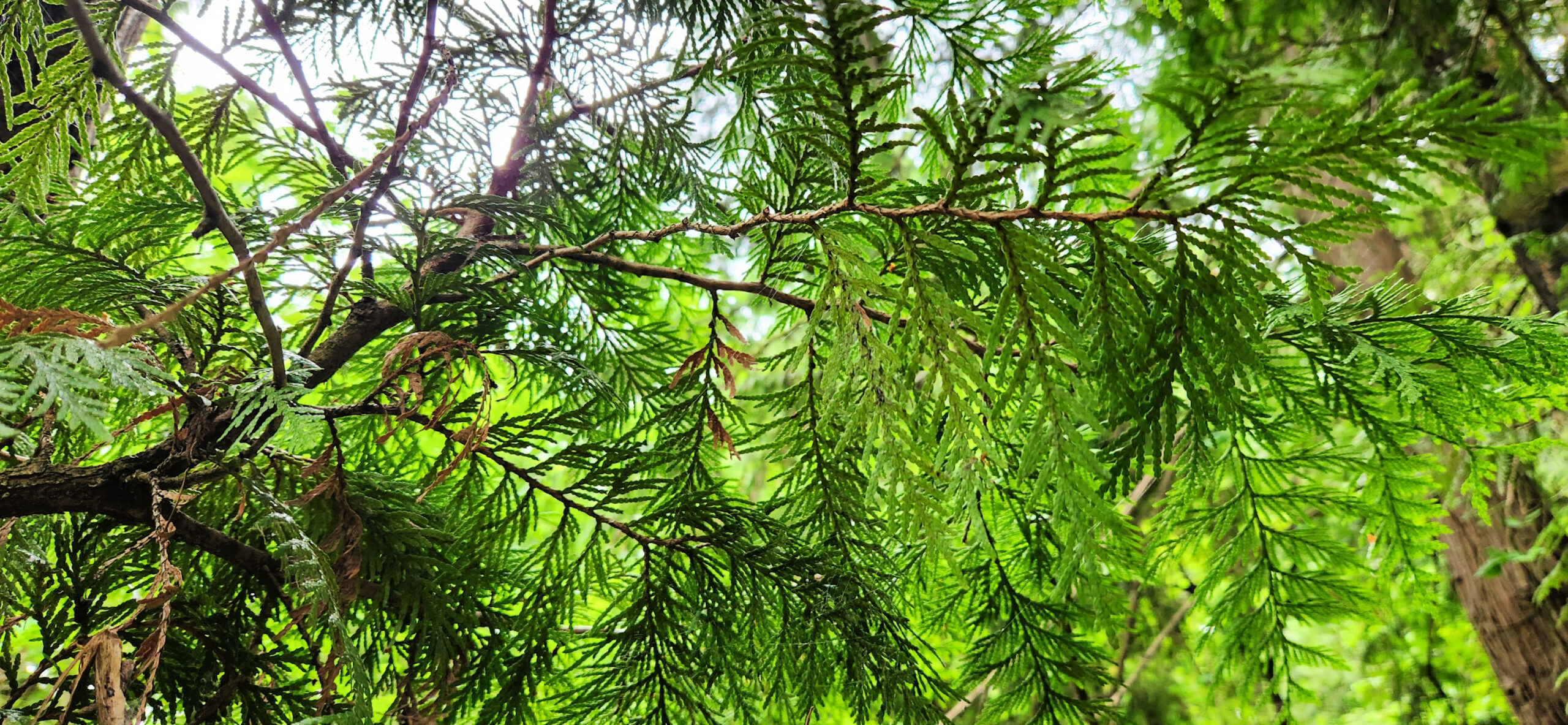 Western Red Cedar: A Keystone Species of the Pacific Northwest
