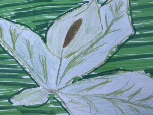Skunk Cabbage Drawing