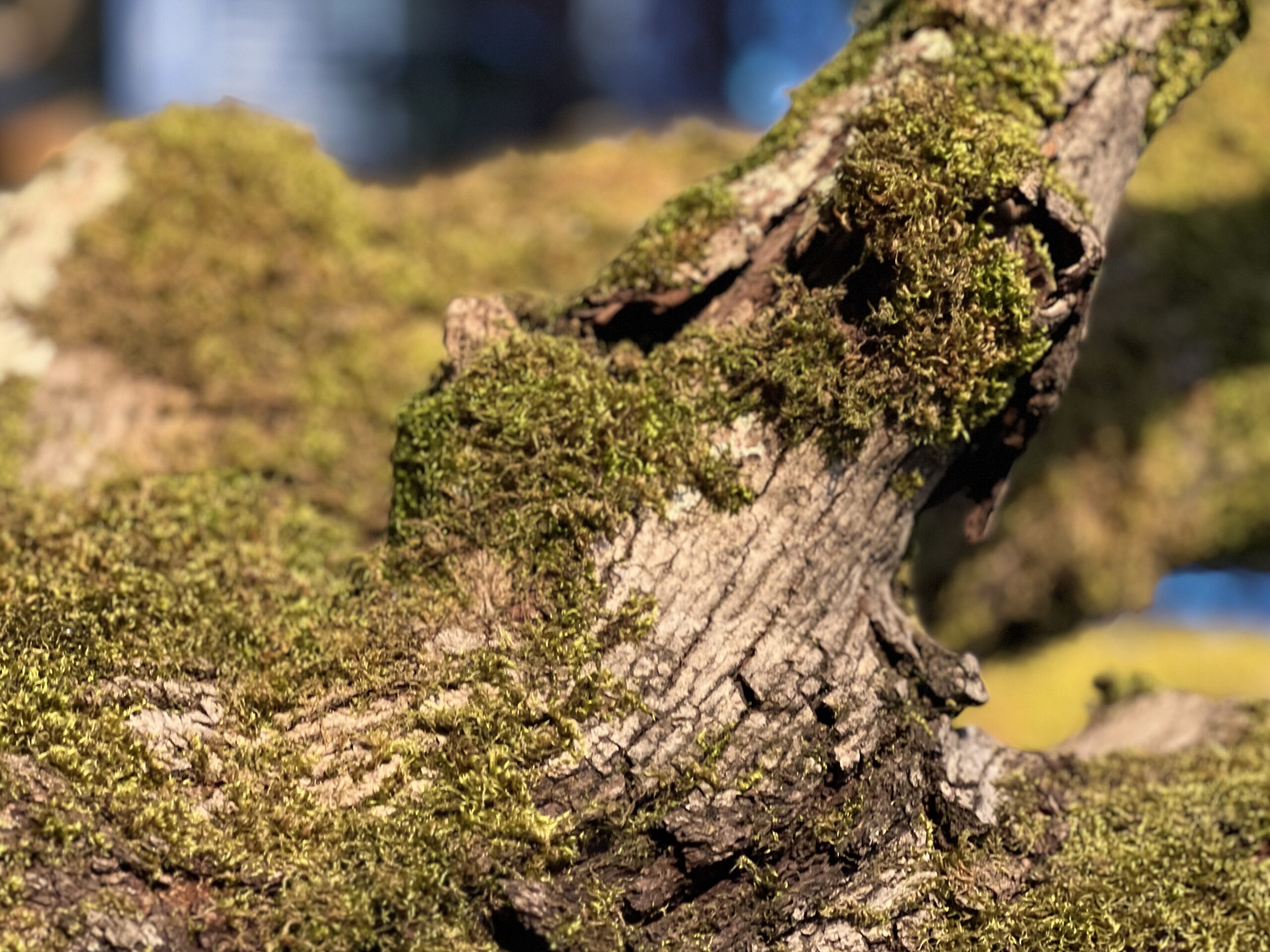 Unplugging and Reconnecting: My Magical Afternoon in Oregon’s “Wanderland” Rainforest