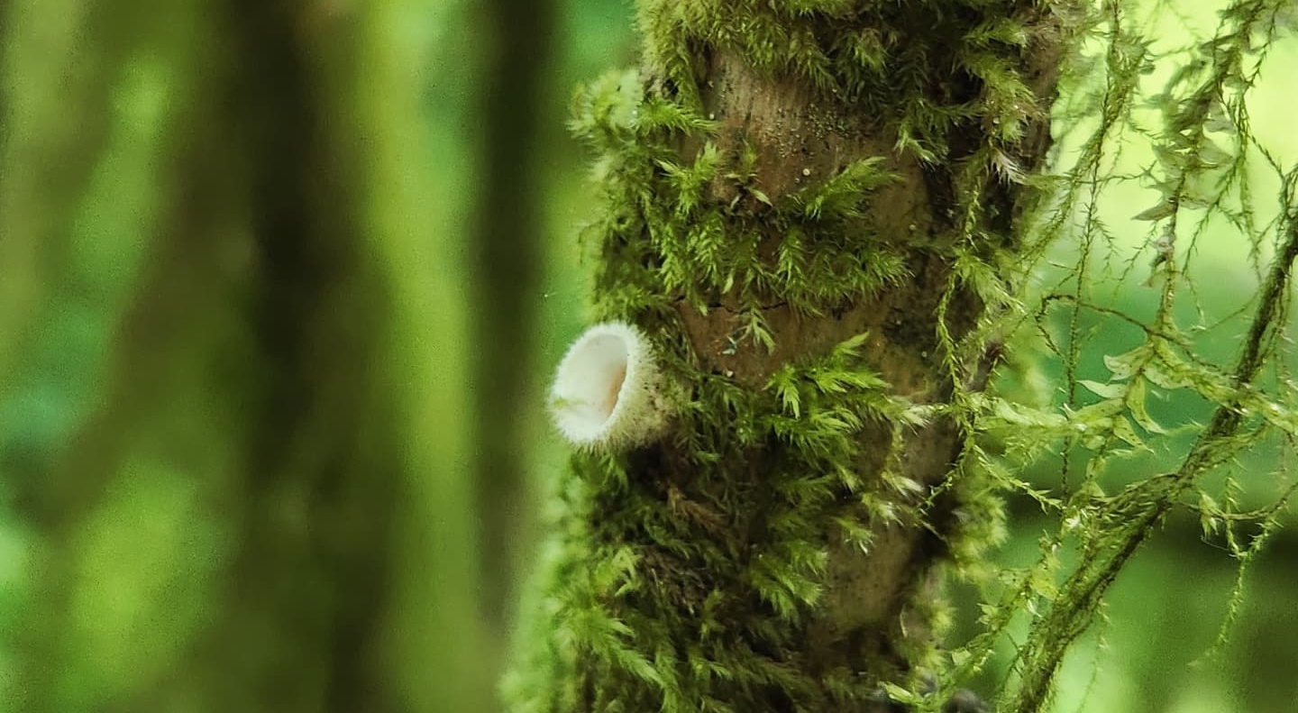 A Soulful Forest Bathing Journey at Hagg Lake