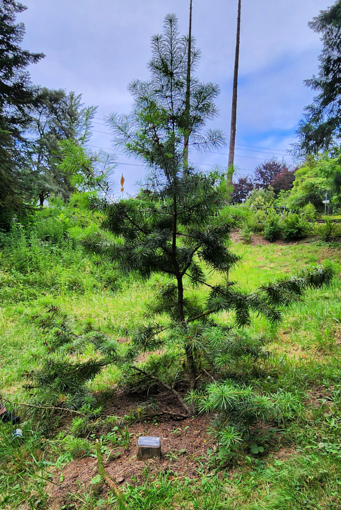 Cathaya argyrophylla