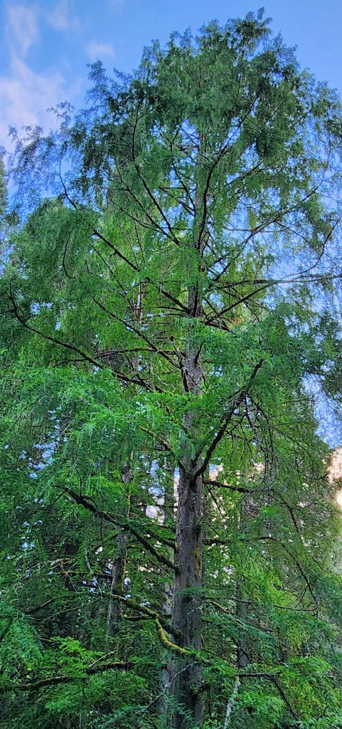 Dawn Redwood