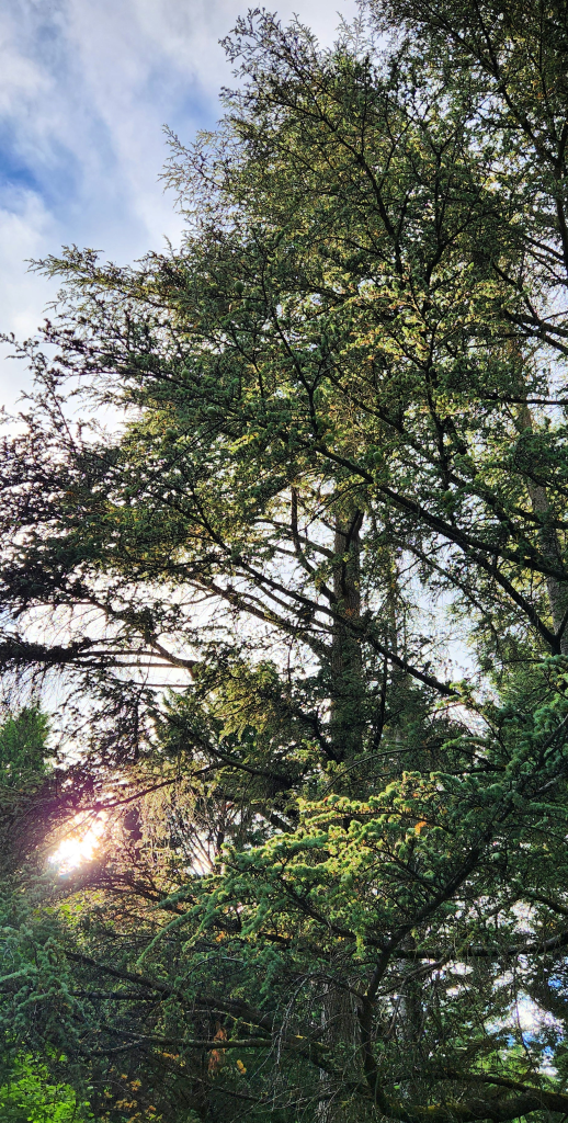 Lebanon Cedar—a true cedar